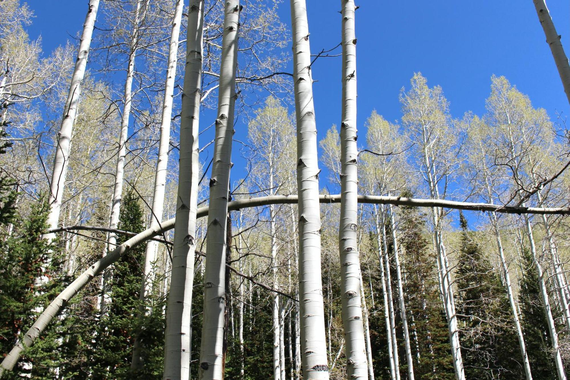 909 Park Ave Home Park City Eksteriør billede